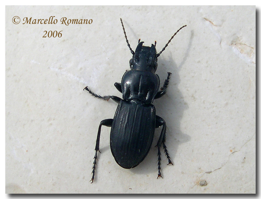 I Percus siciliani: P. lineatus e P. corrugatus (Carabidae)